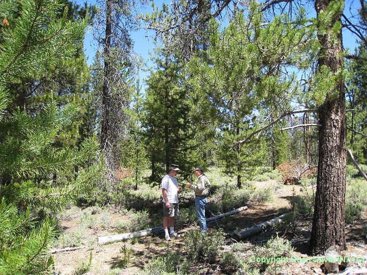 Picture 005.jpg - N7DS Jeff and NE7D Rock Putting up full size loop in trees